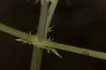 Southern rattlesnake master